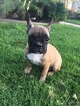Small Photo #5 French Bulldog Puppy For Sale in HUNTINGTN BCH, CA, USA