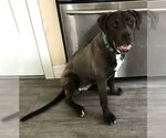 Small Photo #5 Mastiff-Unknown Mix Puppy For Sale in San Diego, CA, USA