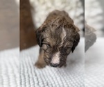 Small #14 Bernedoodle