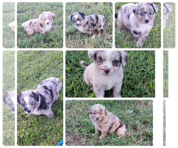 Medium Photo #1 Miniature Australian Shepherd Puppy For Sale in MILTON, WI, USA