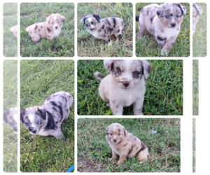 Miniature Australian Shepherd Puppy for sale in MILTON, WI, USA