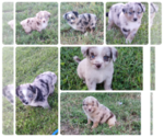 Small Miniature Australian Shepherd