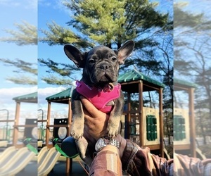 French Bulldog Puppy for sale in FRAMINGHAM, MA, USA