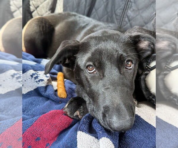 Medium Photo #39 Labrador Retriever-Unknown Mix Puppy For Sale in OKLAHOMA CITY, OK, USA