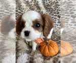 Small #6 Cavalier King Charles Spaniel