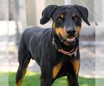 Small #2 Doberman Pinscher