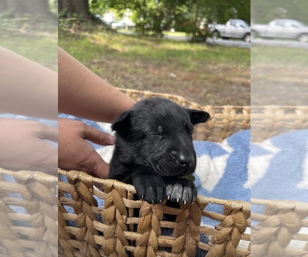 Medium Photo #8 Belgian Malinois Puppy For Sale in NEWPORT NEWS, VA, USA