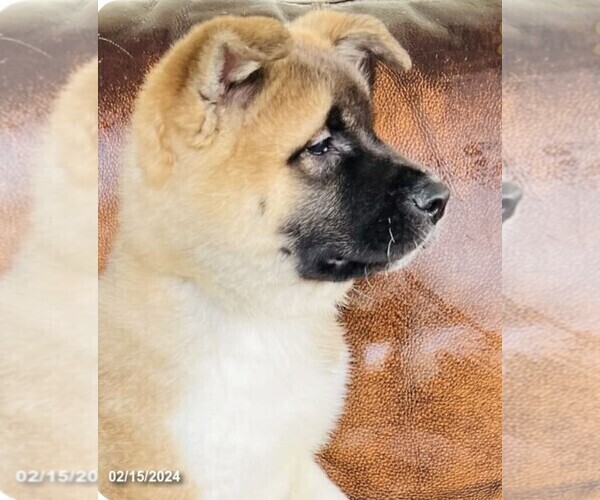 Medium Photo #5 Akita Puppy For Sale in PITTSBURGH, PA, USA