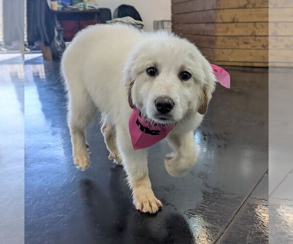 Medium Photo #3 Great Pyrenees Puppy For Sale in Vail, AZ, USA