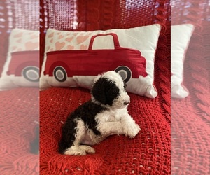Sheepadoodle Puppy for sale in KELLER, TX, USA