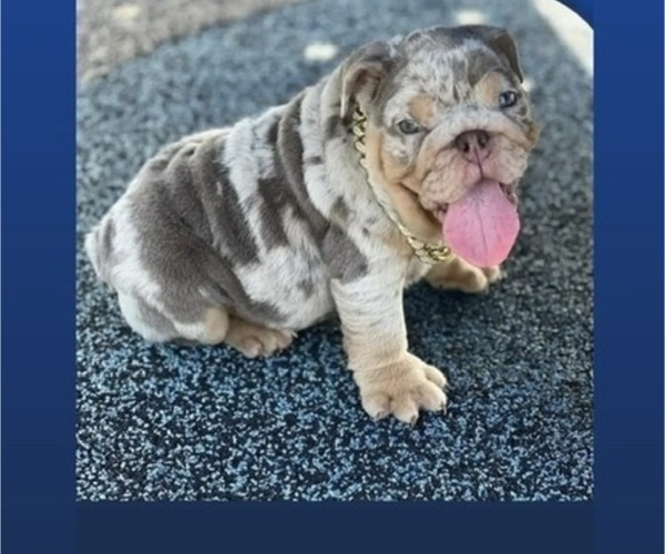 Medium Photo #1 Bulldog Puppy For Sale in SAINT JAMES, LA, USA