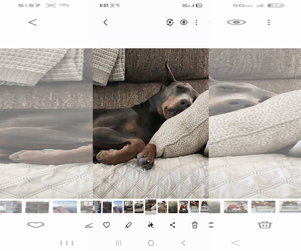Medium Photo #10 Doberman Pinscher Puppy For Sale in Buffalo, MN, USA