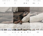 Small #9 Doberman Pinscher