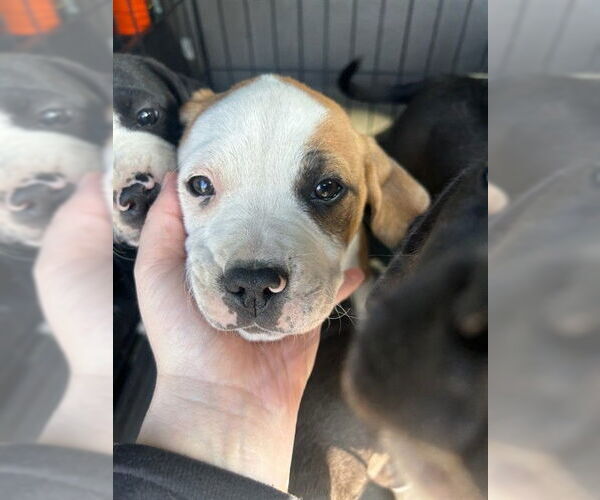 Medium Photo #1 Labbe Puppy For Sale in Stockton, CA, USA