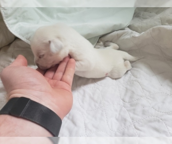 Medium Photo #60 Labrador Retriever Puppy For Sale in NEW LENOX, IL, USA