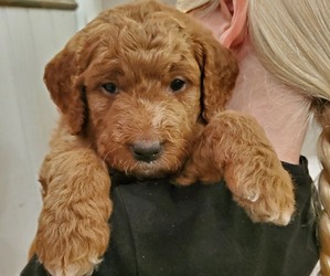 Goldendoodle Puppy for sale in COKATO, MN, USA