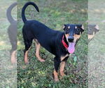 Small #18 Miniature Pinscher Mix