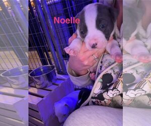 American Pit Bull Terrier-Unknown Mix Dogs for adoption in Belleville, MI, USA