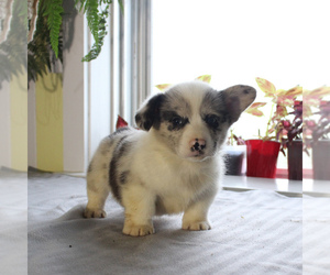 Pembroke Welsh Corgi Puppy for sale in HONEY BROOK, PA, USA