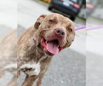 Small American Pit Bull Terrier