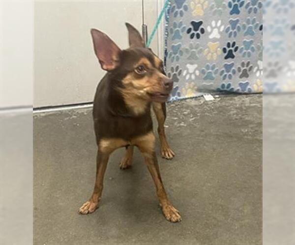 Medium Photo #1 Chihuahua Puppy For Sale in Rosenberg, TX, USA