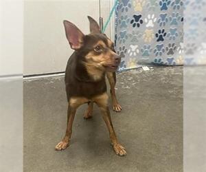 Chihuahua Dogs for adoption in Rosenberg, TX, USA