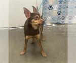 Small Chihuahua