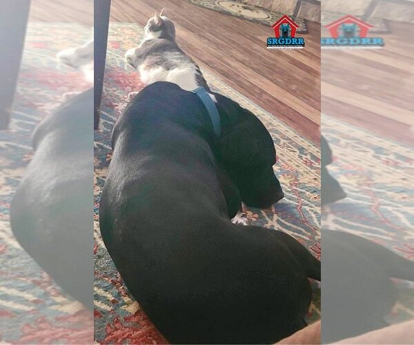 Medium Photo #14 Great Dane Puppy For Sale in Bullard, TX, USA