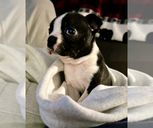 Boston Terrier Puppy for sale in WASHBURN, MO, USA