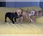 Small Photo #13 American Pit Bull Terrier Puppy For Sale in DETROIT, MI, USA