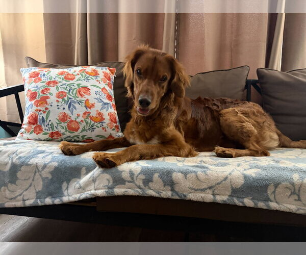 Medium Photo #3 Golden Irish Puppy For Sale in Pacolet, SC, USA