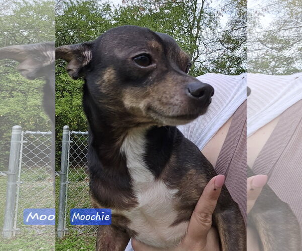 Medium Photo #1 Chihuahua-Unknown Mix Puppy For Sale in Albemarle, NC, USA