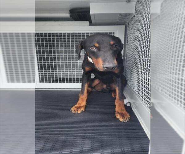 Medium Photo #1 Doberman Pinscher Puppy For Sale in San Bernardino, CA, USA