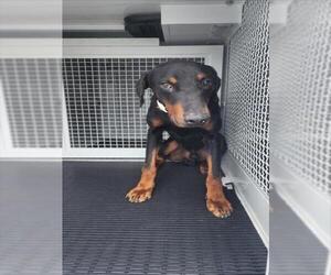 Doberman Pinscher Dogs for adoption in San Bernardino, CA, USA