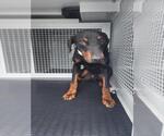 Small Doberman Pinscher