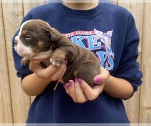 Bulldog Puppy for sale in DES MOINES, IA, USA