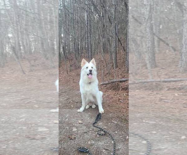 Medium Photo #2 - Mix Puppy For Sale in Hoffman Estates, IL, USA