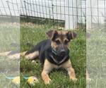 Small Mutt