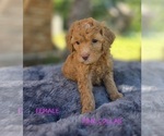 Image preview for Ad Listing. Nickname: Pink Collar