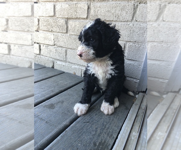 Medium Photo #2 Bernedoodle Puppy For Sale in AUSTIN, TX, USA
