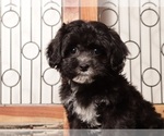 Small #1 ShihPoo