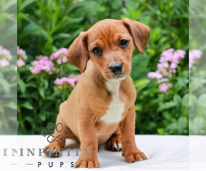 Cavapoo (Miniature)-Jack Russell Terrier Mix Puppy for sale in EAST EARL, PA, USA
