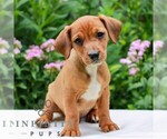 Small Cavapoo (Miniature)-Jack Russell Terrier Mix