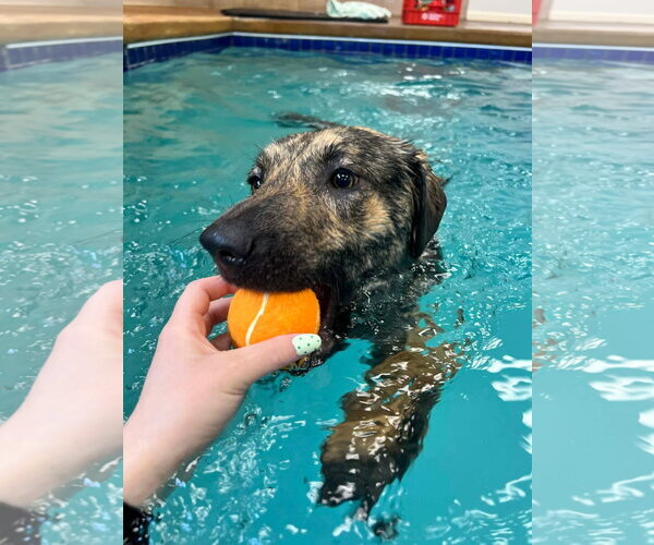 Medium Photo #2 Plott Hound-Unknown Mix Puppy For Sale in Grafton, WI, USA