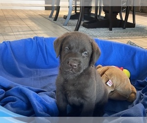 Labrador Retriever Puppy for Sale in WAUSEON, Ohio USA