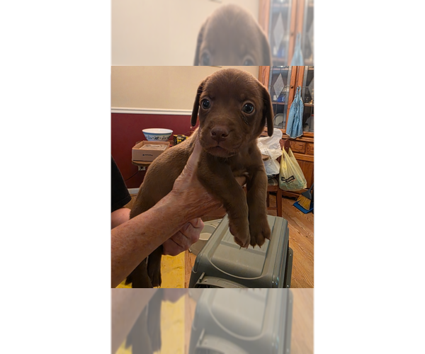Medium Photo #6 Doxle Puppy For Sale in Aurora, IN, USA