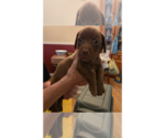 Small #5 Doxle