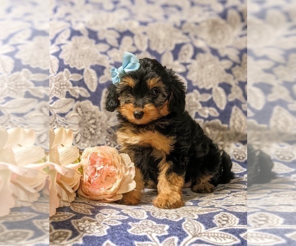 Medium Photo #2 Aussiedoodle Miniature  Puppy For Sale in NOTTINGHAM, PA, USA