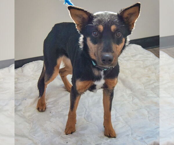 Medium Photo #6 Australian Kelpie-German Shepherd Dog Mix Puppy For Sale in Huntley, IL, USA