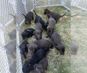Labrador Retriever Puppy for sale in JUNCTION CITY, OR, USA